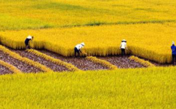 Nghị quyết số 40/2016/NQ-HĐND Quy định tỷ lệ phần trăm (%) phân chia các khoản thu phân chia giữa ngân sách các cấp tỉnh Đắk Nông giai đoạn 2017 – 2020