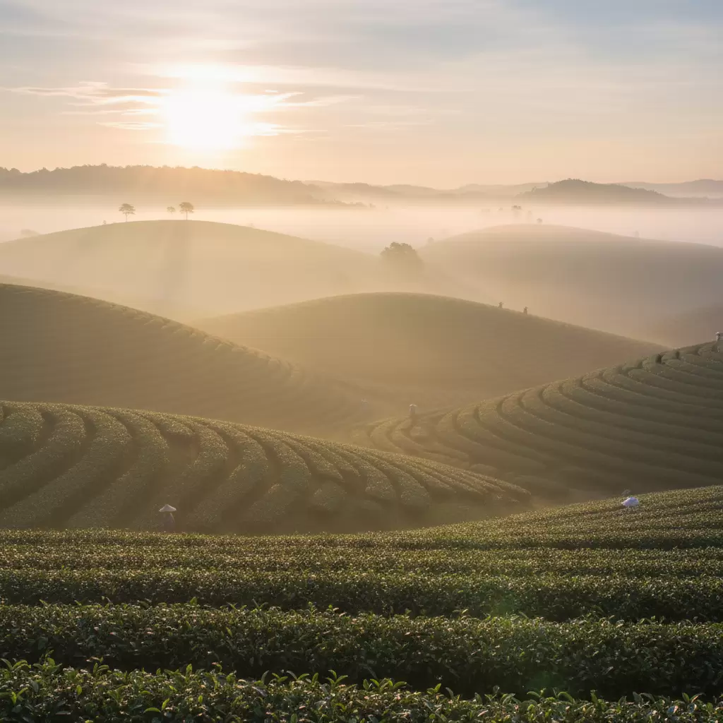 gemini_image_1769679438-1 Ánh bình minh dịu dàng soi rọi qua lớp sương sớm trên đồi chè